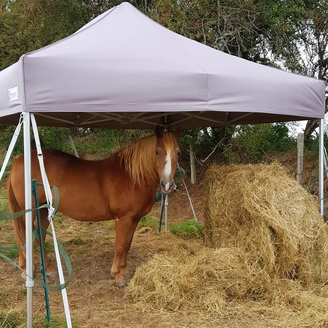 Utilisation d’un barnum comme abri pour chevaux